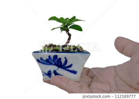 Small Ixora plant in a ceramic pot Small Ixora plant in a ceramic pot 112389777
