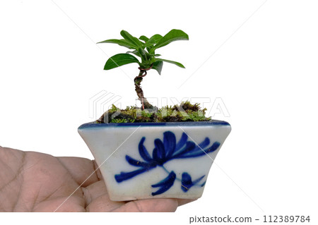 Small Ixora plant in a ceramic pot Small Ixora plant in a ceramic pot 112389784