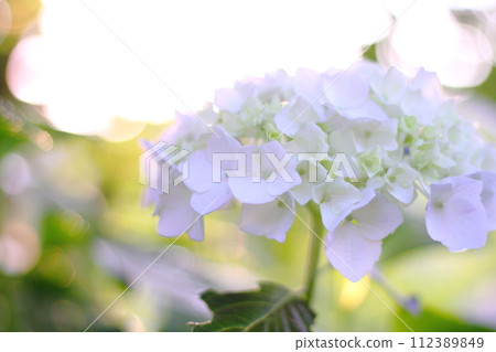 Hydrangea in the sunny rainy season Hydrangea in the sunny rainy season 112389849