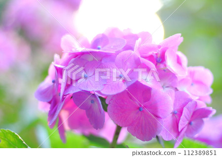 在晴朗的雨季的八仙花屬 在晴朗的雨季的八仙花屬 112389851
