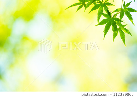 清新的春芽新綠 清新的春芽新綠 112389863