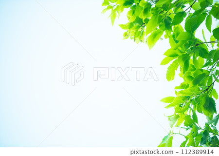 清新的春芽新綠 112389914
