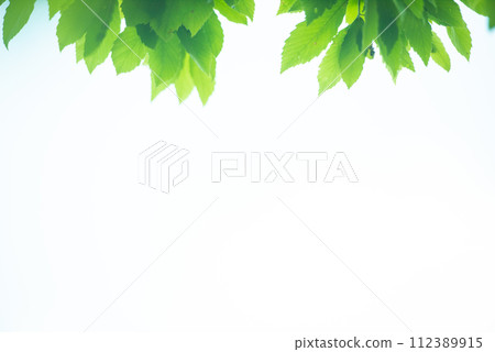 清新的春芽新綠 112389915