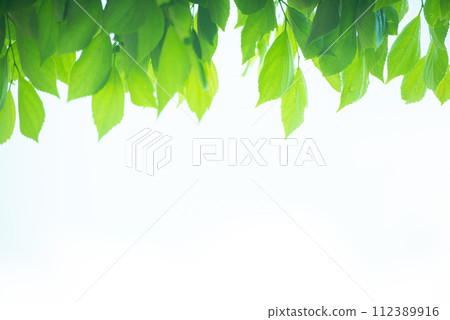 清新的春芽新綠 112389916
