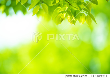 Refreshing spring sprouts Fresh green Refreshing spring sprouts Fresh green 112389961