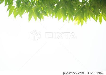 Refreshing spring sprouts Fresh green 112389962