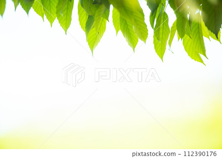 清新的春芽新綠 112390176