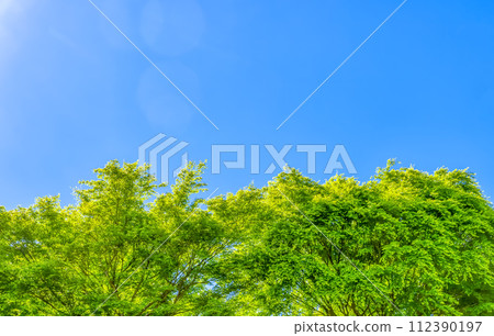 Miyagase Lakeside Park in spring - Image of fresh greenery Miyagase Lakeside Park in spring - Image of fresh greenery 112390197