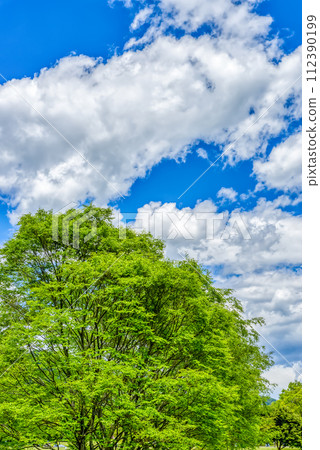 春天的宮瀨湖濱公園－新綠的影像 112390199