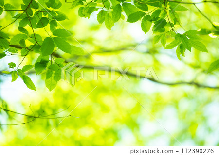 Refreshing spring sprouts Fresh green 112390276