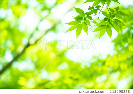 Refreshing spring sprouts Fresh green Refreshing spring sprouts Fresh green 112390278