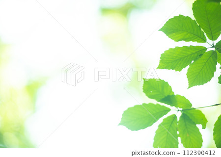 清新的春芽新綠 清新的春芽新綠 112390412