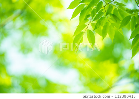 清新的春芽新綠 清新的春芽新綠 112390413