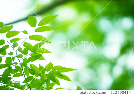 清新的春芽新綠 清新的春芽新綠 112390414