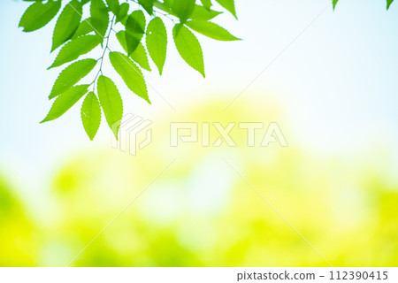 清新的春芽新綠 清新的春芽新綠 112390415