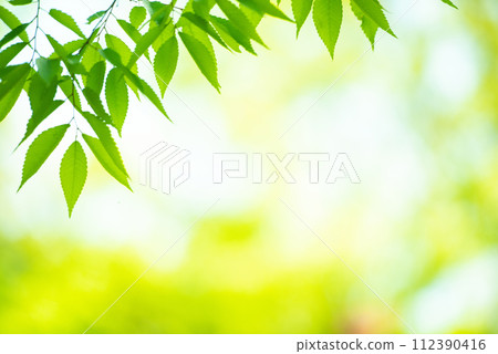 清新的春芽新綠 清新的春芽新綠 112390416