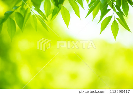 清新的春芽新綠 清新的春芽新綠 112390417