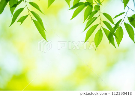清新的春芽新綠 清新的春芽新綠 112390418