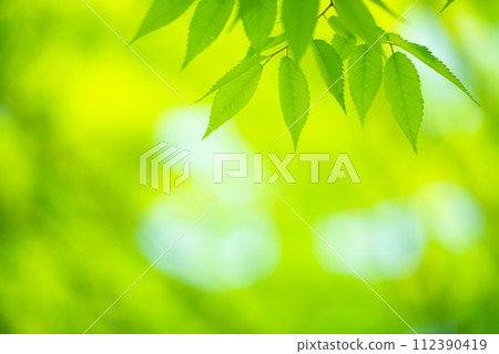 清新的春芽新綠 112390419