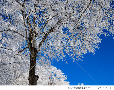 冬天的景色，白霜樹在藍天的襯托下閃閃發光 112390684