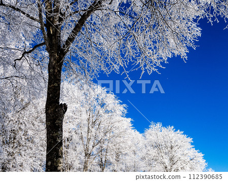 冬天的景色，白霜樹在藍天的襯托下閃閃發光 112390685