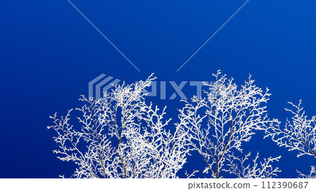 冬天的景色，白霜樹在藍天的襯托下閃閃發光 112390687