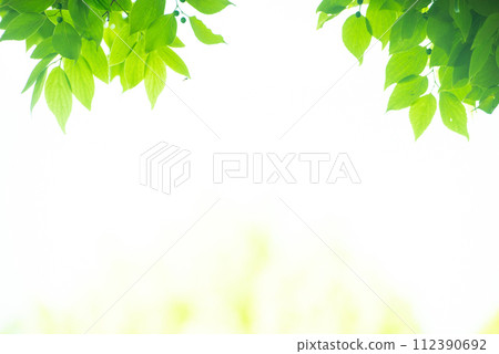 Refreshing spring sprouts Fresh green 112390692