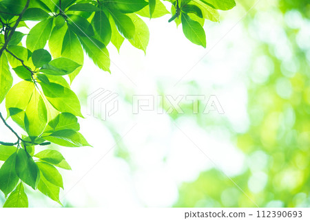 Refreshing spring sprouts Fresh green 112390693