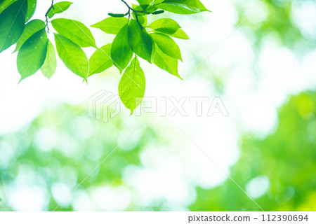 Refreshing spring sprouts Fresh green Refreshing spring sprouts Fresh green 112390694