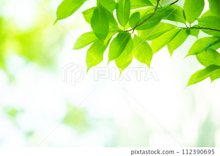 Refreshing spring sprouts Fresh green Refreshing spring sprouts Fresh green 112390695