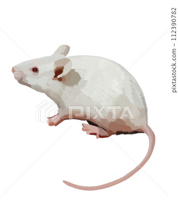 White rat ① 112390782