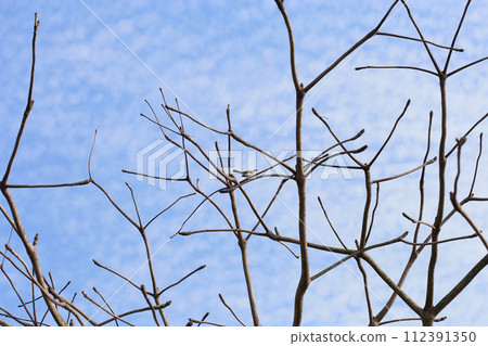 拍攝在公園裡樹枝上鳴叫的白頭翁 112391350
