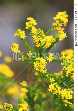 黃色金餅乾花 112391394