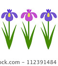 Iris flower illustration 112391484