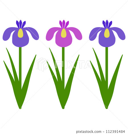 Iris flower illustration Iris flower illustration 112391484
