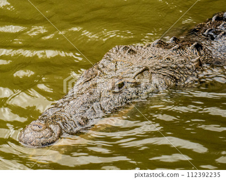 河裡的鱷魚 112392235