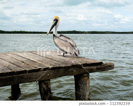 Pelican standing on the pier Pelican standing on the pier 112392239