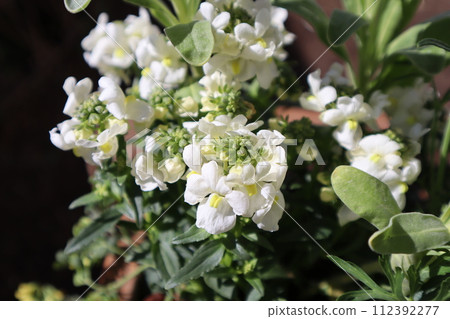 多年生 Nemesia,開小白花 多年生 Nemesia,開小白花 112392277