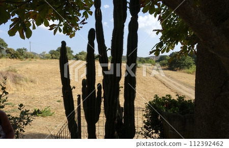 The silhouette of cactus plants in full bloom. 112392462