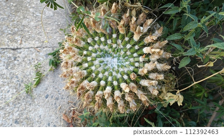 A cactus plant in full bloom. A cactus plant in full bloom. 112392463