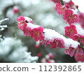 梅花雪待春 112392865