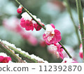 梅花雪待春 112392870