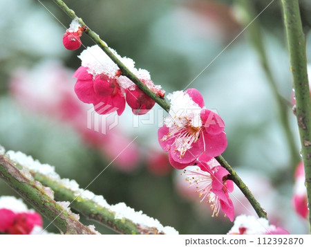 Snow on plum blossoms waiting for spring Snow on plum blossoms waiting for spring 112392870
