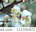 梅花殘雪等待春天 112392872