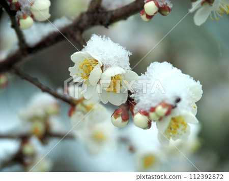 Remnants of snow on the plum blossoms as they wait for spring Remnants of snow on the plum blossoms as they wait for spring 112392872