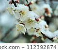 梅花殘雪等待春天 112392874