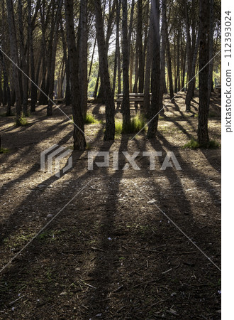 Detail of forest on a mountain in a forest in Spain, nature Detail of forest on a mountain in a forest in Spain, nature 112393024