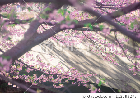 Kawazu cherry blossoms and shadows Kawazu cherry blossoms and shadows 112393273