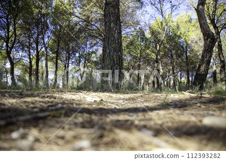 Detail of forest on a mountain in a forest in Spain, nature. 112393282