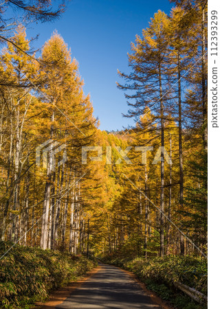 Autumn larch forest around Nogi Pass [Nagano Prefectural Road/Gifu Prefectural Road No. 39 Nagawa Nomugi Takane Line] 112393299